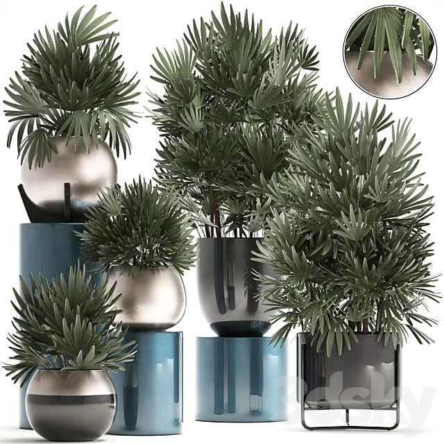 Plant collection 299. Interior palm tree. rapis. pot. flowerpot. luxury pot. bushes. thickets. Raphis Palm. stylish plants 3DModel Plant collection 299. Interior palm tree. rapis. pot. flowerpot. luxury pot. bushes. thickets. Raphis Palm. stylish plants 3DModel