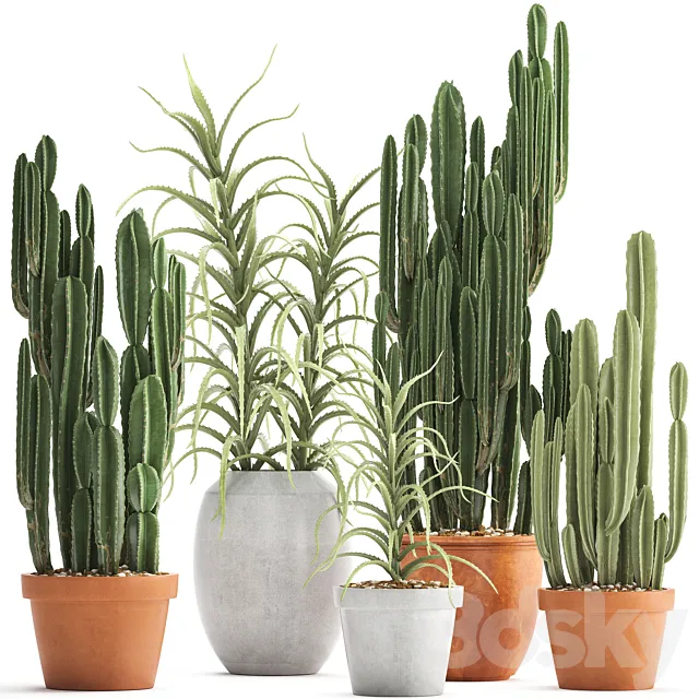 Plant collection 302. Cactus set. Cacti. cereus. aloe. indoor cactus. pot. flowerpot. clay. clinker. Aloe. concrete. desert plants. outdoor 3DModel Plant collection 302. Cactus set. Cacti. cereus. aloe. indoor cactus. pot. flowerpot. clay. clinker. Aloe. concrete. desert plants. outdoor 3DModel