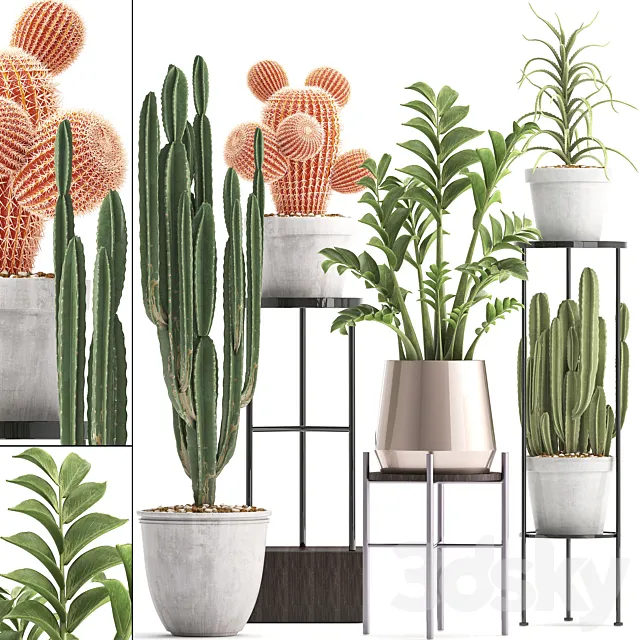 Plant collection 303. Cactus set. Cactus cereus Zamioculcas aloe shelf with flowers stand Aloe desert plants interior concrete outdoor 3D Model Plant collection 303. Cactus set. Cactus cereus Zamioculcas aloe shelf with flowers stand Aloe desert plants interior concrete outdoor 3D Model