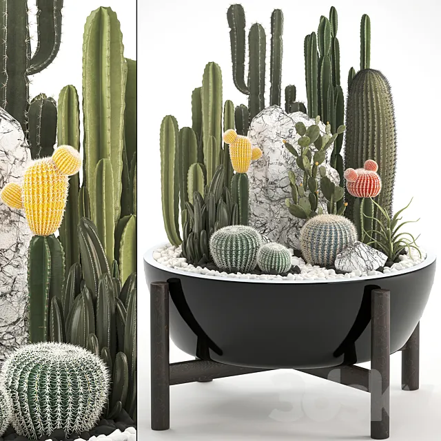 Plant collection 305. Cactus set cacti round cactus flower bed japanese cereus Barrel cactus desert plants Prickly pear 3D Model Plant collection 305. Cactus set cacti round cactus flower bed japanese cereus Barrel cactus desert plants Prickly pear 3D Model