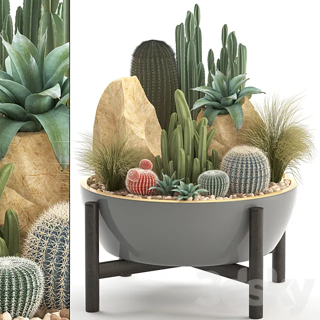 Plant collection 306. Cactus set. cacti round cactus flower bed japanese cereus Barrel cactus desert plants stones 3D Model Plant collection 306. Cactus set. cacti round cactus flower bed japanese cereus Barrel cactus desert plants stones 3D Model