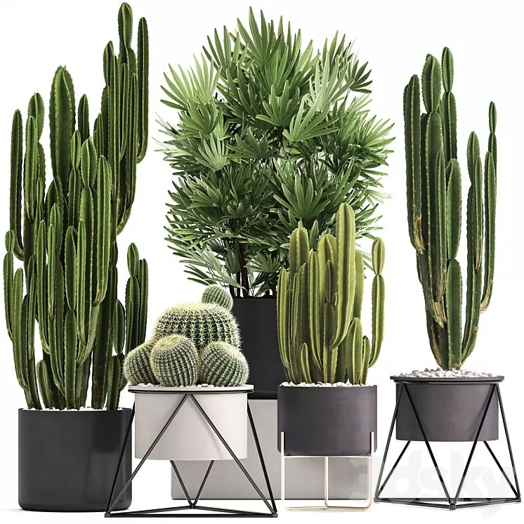 Plant collection 307. Cacti palm tree pot flowerpot Rapis Cereus Barrel cactus interior stylish ecotic Raphis Palm 3D Model