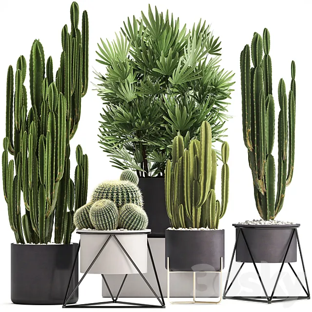 Plant collection 307. Cacti. palm tree. pot. flowerpot. Rapis. Cereus. Barrel cactus. interior. stylish. ecotic. Raphis Palm 3DModel Plant collection 307. Cacti. palm tree. pot. flowerpot. Rapis. Cereus. Barrel cactus. interior. stylish. ecotic. Raphis Palm 3DModel
