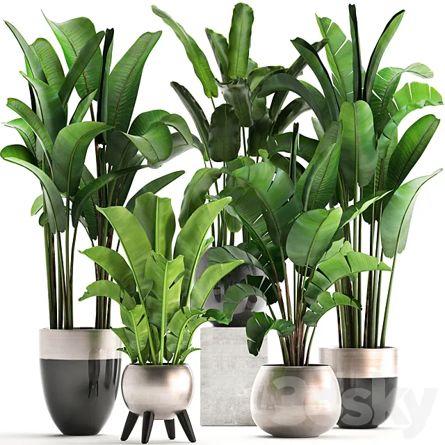 Plant collection 308. Strelitzia. banana. Ravenala. pot. flowerpot. indoor plants. luxury. Strelitzia. luxury pot. decor. bushes. thickets 3DModel Plant collection 308. Strelitzia. banana. Ravenala. pot. flowerpot. indoor plants. luxury. Strelitzia. luxury pot. decor. bushes. thickets 3DModel