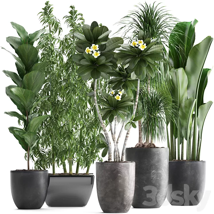 Plant collection 311. Bamboo Ficus Dracaena Banana Indoor Plants Plumeria Black Pot Bushes Exotic Plants Set 3D Model