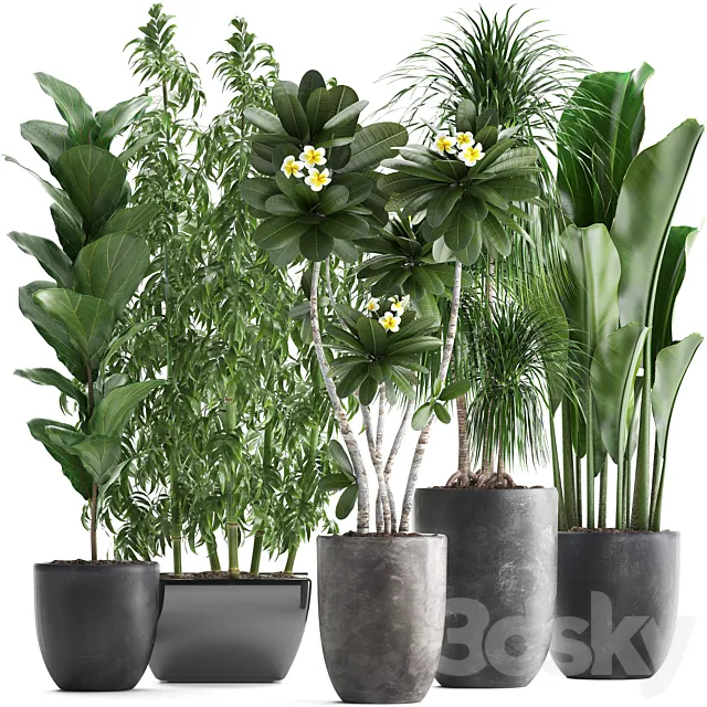 Plant collection 311. Bamboo. Ficus. Dracaena. Banana. Indoor Plants. Plumeria. Black Pot. Bushes. Exotic Plants. Set 3DModel Plant collection 311. Bamboo. Ficus. Dracaena. Banana. Indoor Plants. Plumeria. Black Pot. Bushes. Exotic Plants. Set 3DModel