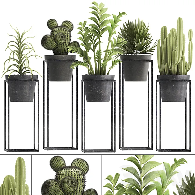 Plant collection 314. Small plants. pot. cactus. rapis. aloe. cireus. indoor. stand. concrete. pot. loft. Zamioculcas. Raphis Palm 3DModel Plant collection 314. Small plants. pot. cactus. rapis. aloe. cireus. indoor. stand. concrete. pot. loft. Zamioculcas. Raphis Palm 3DModel
