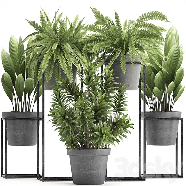 Plant collection 315. Indoor plants. fern. dracaena. palm grass. bushes. indoor. small. concrete. pot. outdoor. indoor 3DModel Plant collection 315. Indoor plants. fern. dracaena. palm grass. bushes. indoor. small. concrete. pot. outdoor. indoor 3DModel