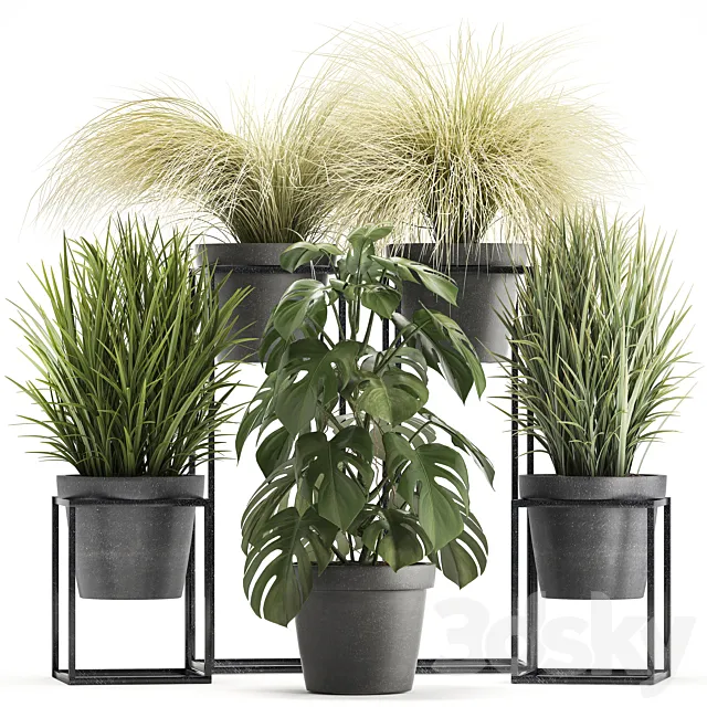 Plant collection 316. Grass. tussock. monstera. pot. flowerpot. indoor. small. flower stand. bush. outdoor. concrete 3DModel Plant collection 316. Grass. tussock. monstera. pot. flowerpot. indoor. small. flower stand. bush. outdoor. concrete 3DModel