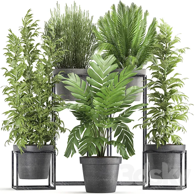Plant collection 317. Indoor. bamboo. pot. flowerpot. palm tree. indoor. Ripsalis. Hamedorea. thickets. bush. concrete pot. outdoor 3DModel Plant collection 317. Indoor. bamboo. pot. flowerpot. palm tree. indoor. Ripsalis. Hamedorea. thickets. bush. concrete pot. outdoor 3DModel