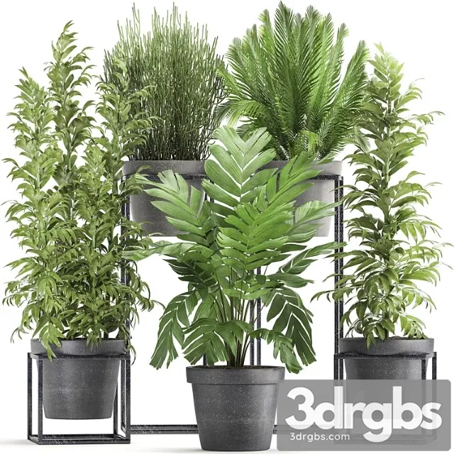 Plant collection 317. indoor, bamboo, pot, flowerpot, palm tree, indoor, ripsalis, hamedorea, thickets, bush, concrete pot, outdoor