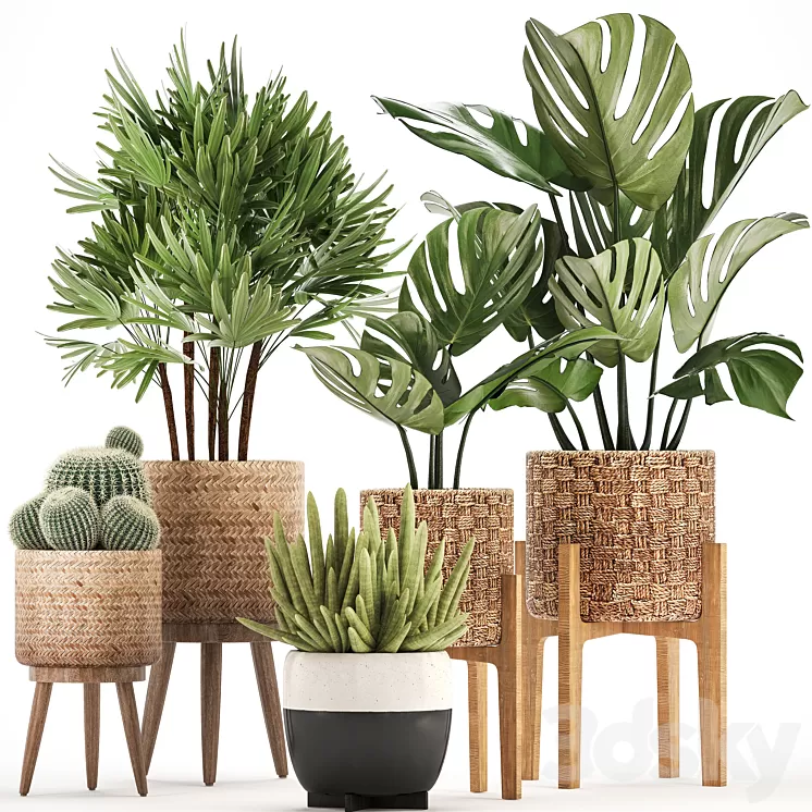 Plant collection 321. Monstera basket cactus rapis palm tree indoor plants Barrel cactus eco design natural materials exotic bush scandinavian style Raphis Palm 3D Model