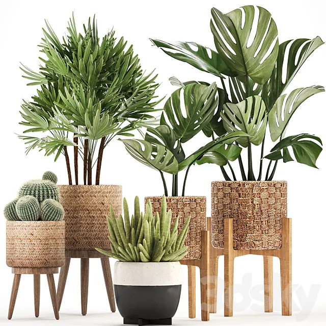 Plant collection 321. Monstera. basket. cactus. rapis. palm tree. indoor plants. Barrel cactus. eco design. natural materials. exotic. bush. scandinavian style. Raphis Palm 3DModel Plant collection 321. Monstera. basket. cactus. rapis. palm tree. indoor plants. Barrel cactus. eco design. natural materials. exotic. bush. scandinavian style. Raphis Palm 3DModel