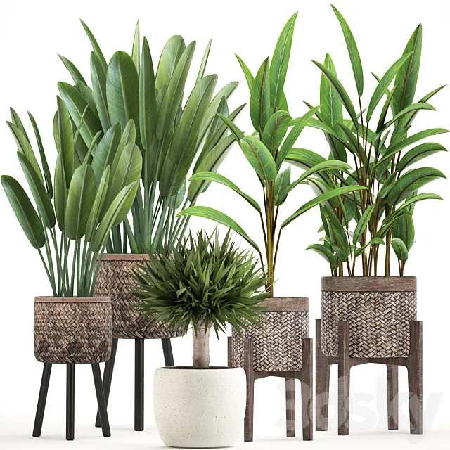 Plant collection 322. strelitzia basket pot alpinia dracaena indoor plants strelitzia eco design natural decor 3D Model Plant collection 322. strelitzia basket pot alpinia dracaena indoor plants strelitzia eco design natural decor 3D Model