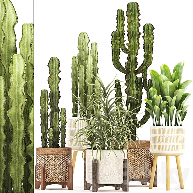 Plant collection 323. Rattan basket indoor cactus aloe indoor plants spurge desert plants eco design Aloe 3D Model Plant collection 323. Rattan basket indoor cactus aloe indoor plants spurge desert plants eco design Aloe 3D Model