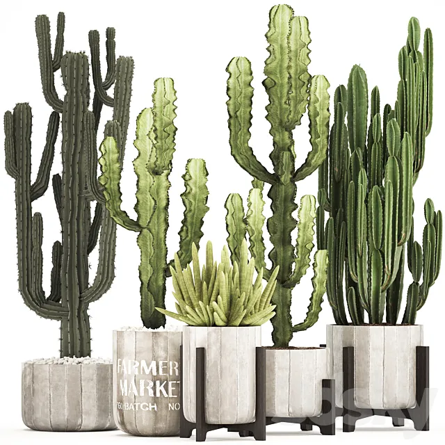 Plant collection 324. concrete flowerpot indoor cactus cereus spurge carnegia interior desert plants outdoor 3D Model Plant collection 324. concrete flowerpot indoor cactus cereus spurge carnegia interior desert plants outdoor 3D Model