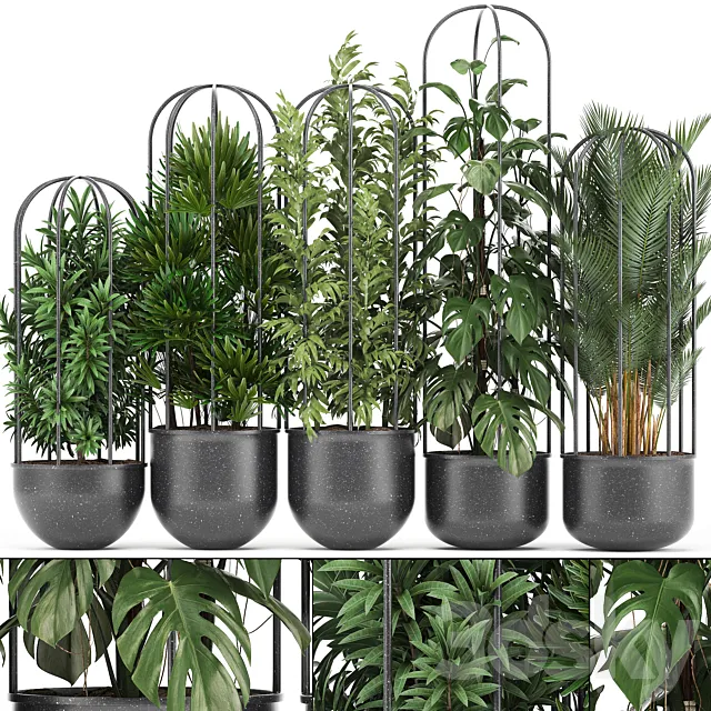 Plant collection 329. Black pot flowerpot loft palm tree monstera rapis bamboo interior indoor bushes exotic tropical industrial style metal flowerpot Raphis palm 3D Model Plant collection 329. Black pot flowerpot loft palm tree monstera rapis bamboo interior indoor bushes exotic tropical industrial style metal flowerpot Raphis palm 3D Model