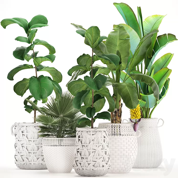 Plant collection 331. White baskets rattan Banana Ravenala ficus lyrata fan palm fruits rotan indoor plants eco design wicker strelitzia 3D Model