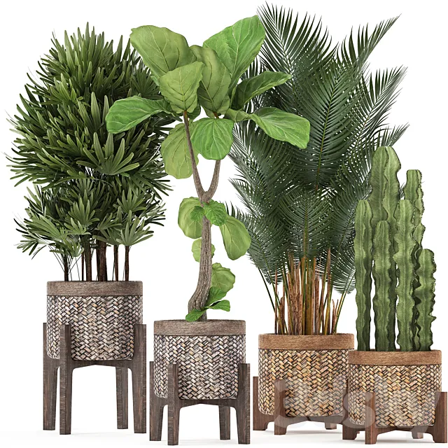 Plant collection 337. Basket rattan ficus lyrata rapis hovea cactus interior plants eco design natural materials Raphis palm Howea 3D Model Plant collection 337. Basket rattan ficus lyrata rapis hovea cactus interior plants eco design natural materials Raphis palm Howea 3D Model