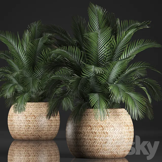 Plant collection 341. Basket rattan indoor palm interior eco design natural decor 3D Model Plant collection 341. Basket rattan indoor palm interior eco design natural decor 3D Model