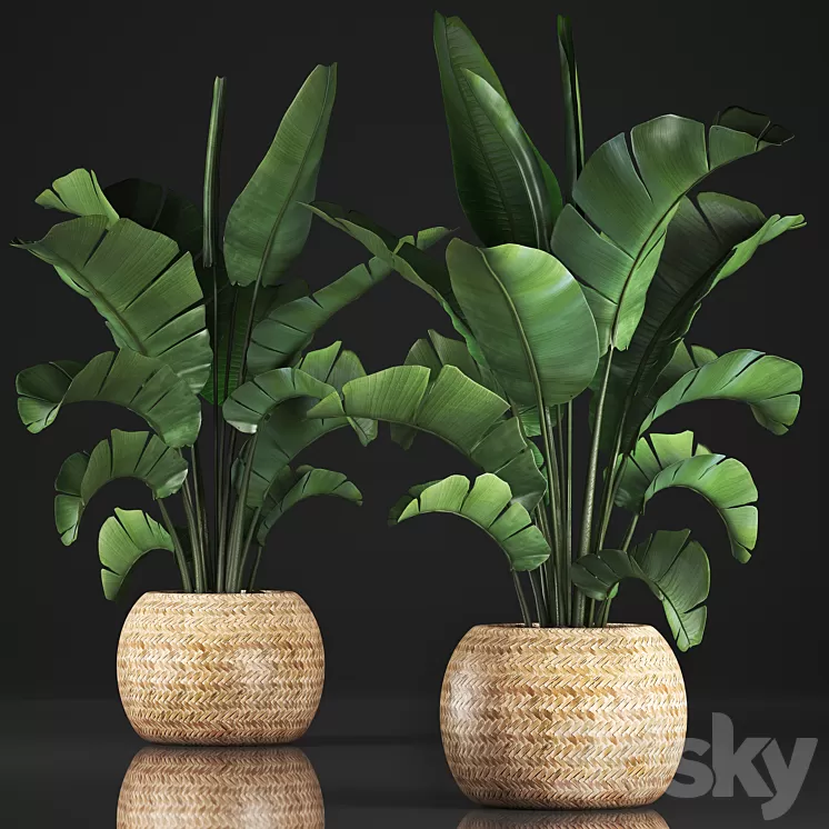 Plant collection 345. Banana palm. Basket rattan indoor banana strelitzia eco design bush 3D Model