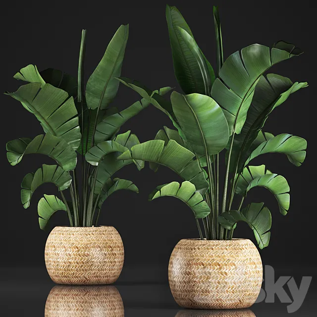 Plant collection 345. Banana palm. Basket. rattan. indoor banana. strelitzia. eco design. bush 3DModel Plant collection 345. Banana palm. Basket. rattan. indoor banana. strelitzia. eco design. bush 3DModel