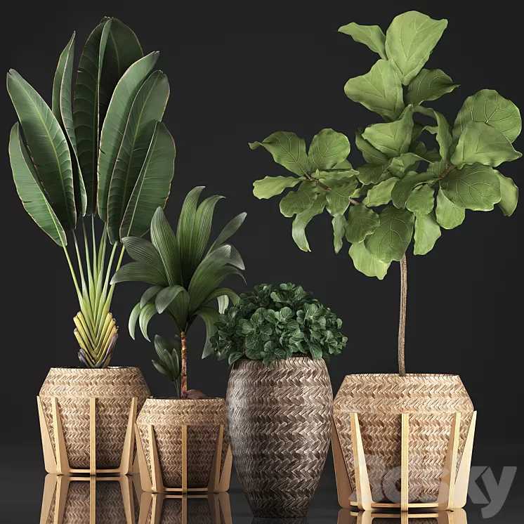 Plant collection 348. Ficus Lyrata basket rattan Ravenala banana nucifera coconut indoor plants eco design strelitzia 3D Model