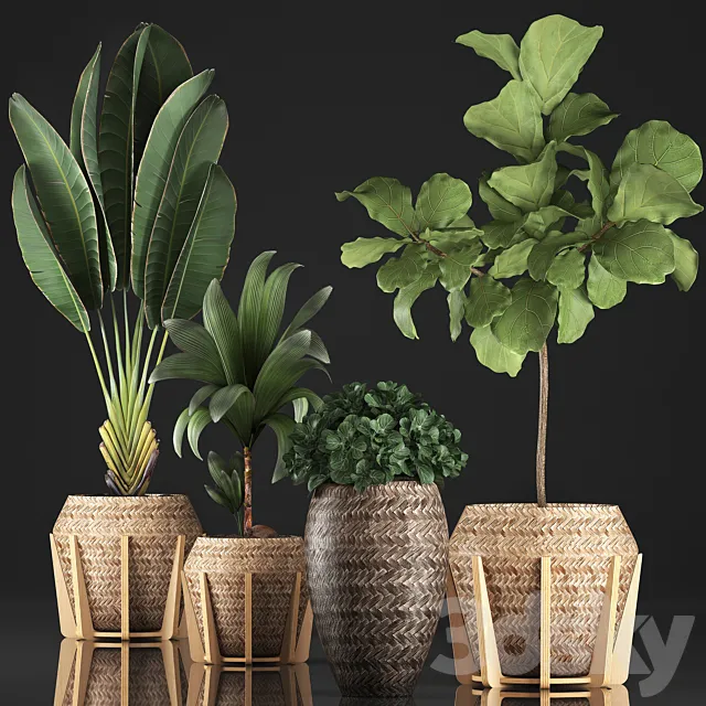 Plant collection 348. Ficus Lyrata. basket. rattan. Ravenala. banana. nucifera coconut. indoor plants. eco design. strelitzia 3DModel Plant collection 348. Ficus Lyrata. basket. rattan. Ravenala. banana. nucifera coconut. indoor plants. eco design. strelitzia 3DModel