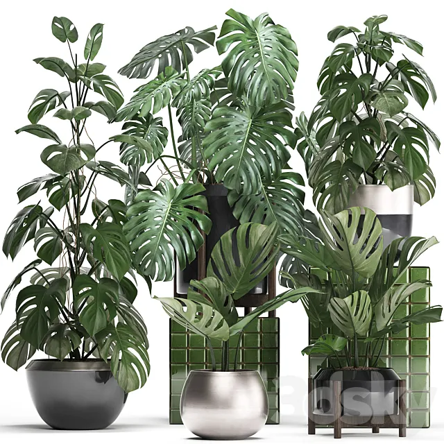 Plant collection 351. Monstera. Set. monstera. pot. flowerpot. indoor plants. luxury. set. eco design. bushes. thickets. leaves 3DModel Plant collection 351. Monstera. Set. monstera. pot. flowerpot. indoor plants. luxury. set. eco design. bushes. thickets. leaves 3DModel