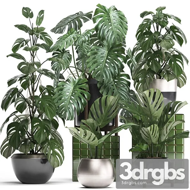 Plant collection 351. monstera, set, monstera, pot, flowerpot, indoor plants, luxury, set, eco design, bushes, thickets, leaves