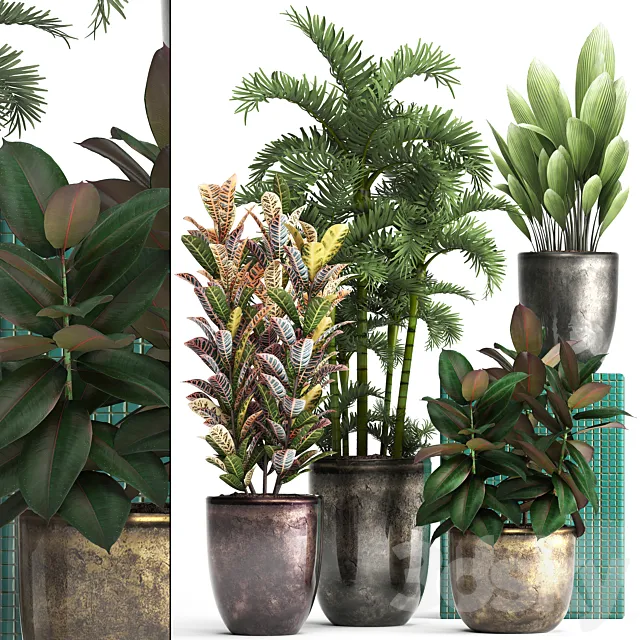 Plant collection 353. luxury pot flowerpot indoor plants Croton palm grass ficus robusta areca palm 3D Model Plant collection 353. luxury pot flowerpot indoor plants Croton palm grass ficus robusta areca palm 3D Model