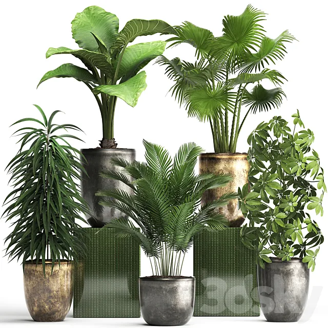 Plant collection 354. luxury pot flowerpot indoor plants fan palm alocasia Schefflera Ficus Alii luxury pot 3D Model Plant collection 354. luxury pot flowerpot indoor plants fan palm alocasia Schefflera Ficus Alii luxury pot 3D Model