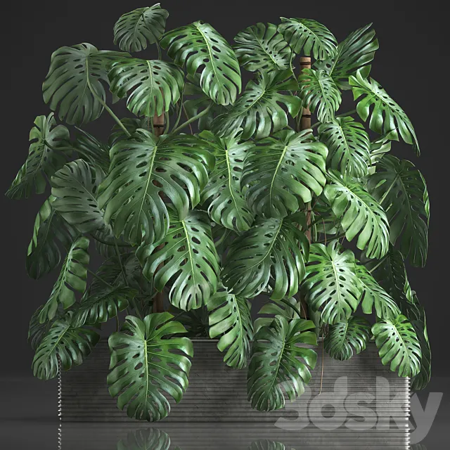 Plant collection 356. Monstera thickets bushes indoor plants pot flowerpot concrete phytowall phytomodule exotic 3D Model Plant collection 356. Monstera thickets bushes indoor plants pot flowerpot concrete phytowall phytomodule exotic 3D Model