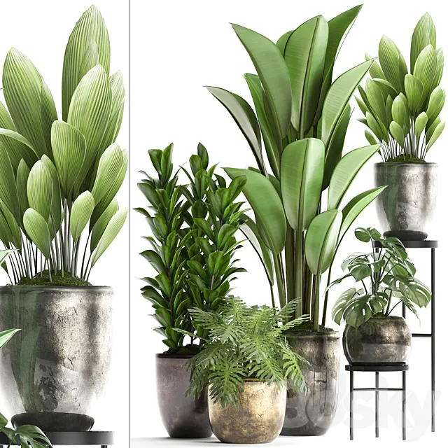 Plant Collection 361. luxury flowerpot. Philodendron. monstera. banana. palm grass. indoor plants. luxury. interior. strelitzia 3DModel Plant Collection 361. luxury flowerpot. Philodendron. monstera. banana. palm grass. indoor plants. luxury. interior. strelitzia 3DModel