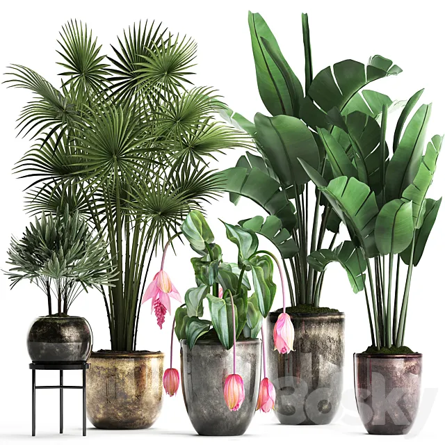 Plant Collection 373. Exotic plants fan palm banana rapis strelitzia bush luxury pot flowerpot decor Raphis palm 3D Model Plant Collection 373. Exotic plants fan palm banana rapis strelitzia bush luxury pot flowerpot decor Raphis palm 3D Model