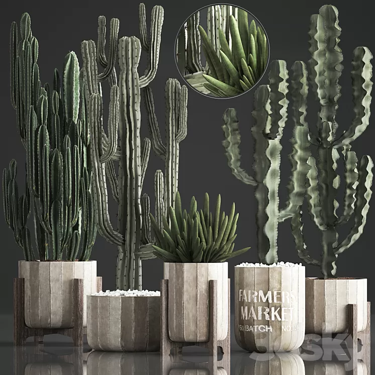 Plant Collection 374. Cactus concrete flowerpot cereus spurge carnegia indoor cactus desert plants concrete pot 3D Model