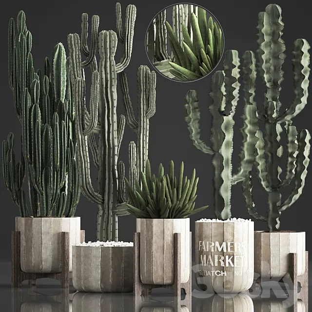 Plant Collection 374. Cactus. concrete flowerpot. cereus. spurge. carnegia. indoor cactus. desert plants. concrete pot 3DModel Plant Collection 374. Cactus. concrete flowerpot. cereus. spurge. carnegia. indoor cactus. desert plants. concrete pot 3DModel