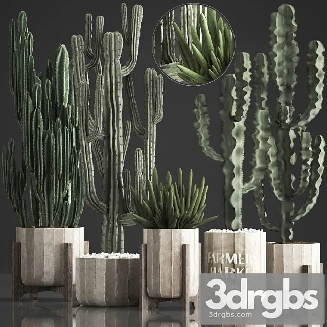 Plant collection 374. cactus, concrete flowerpot, cereus, spurge, carnegia, indoor cactus, desert plants, concrete pot