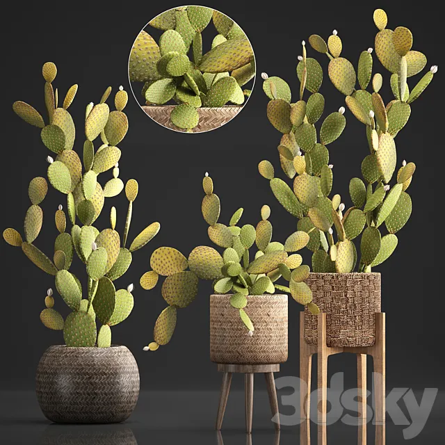 Plant Collection 375. Cactus set. cacti. basket. rattan. prickly pear. indoor cactus. Prickly pear. eco style. design. natural materials 3DModel Plant Collection 375. Cactus set. cacti. basket. rattan. prickly pear. indoor cactus. Prickly pear. eco style. design. natural materials 3DModel
