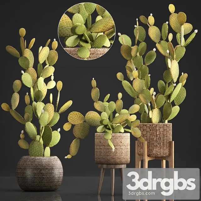 Plant collection 375. cactus set. cacti, basket, rattan, prickly pear, indoor cactus, prickly pear, eco style, design, natural materials