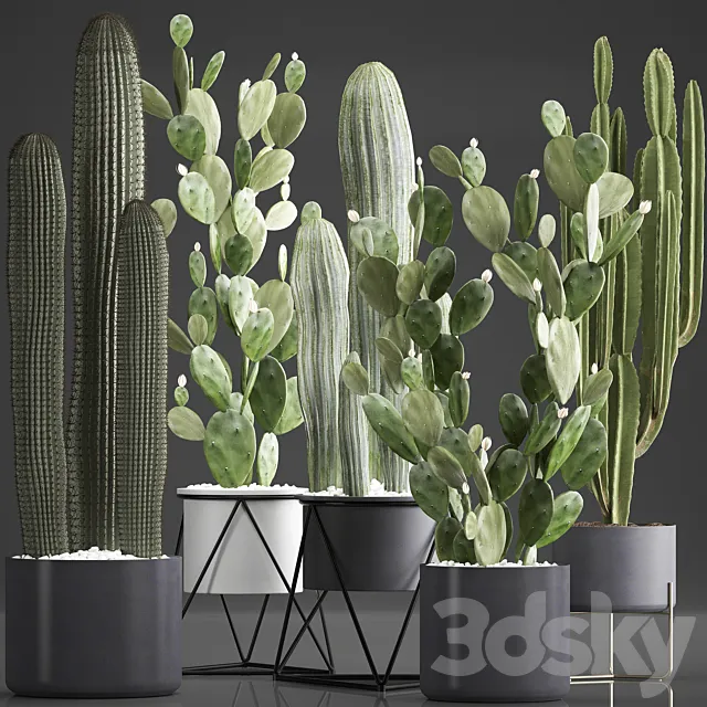 Plant Collection 376. Cactus set. Black pot flowerpot cactus Opuntia Carnegia spurge cireus Prickly pear indoor cacti interior desert plants 3D Model Plant Collection 376. Cactus set. Black pot flowerpot cactus Opuntia Carnegia spurge cireus Prickly pear indoor cacti interior desert plants 3D Model
