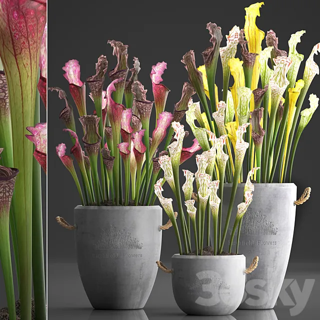 Plant Collection 377.Sarracenia concrete pot flowerpot exotic flowers indoor plants 3D Model Plant Collection 377.Sarracenia concrete pot flowerpot exotic flowers indoor plants 3D Model