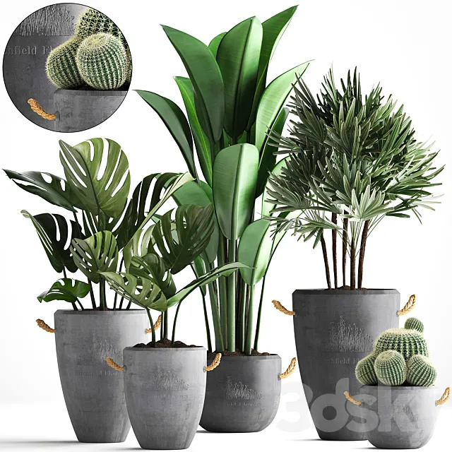 Plant Collection 378. Monstera. banana. rapis palm. cactus. pot. flowerpot. exotic plants. concrete. outdoor. exotic. Raphis palm. strelitzia 3DModel Plant Collection 378. Monstera. banana. rapis palm. cactus. pot. flowerpot. exotic plants. concrete. outdoor. exotic. Raphis palm. strelitzia 3DModel