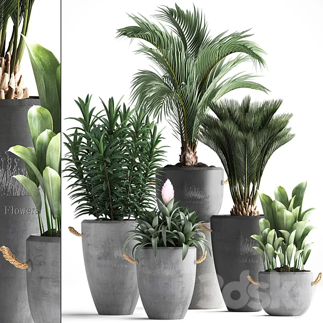 Plant Collection 379. Concrete pot. ornamental palm tree. bromeliad. date palm. oleander. indoor plants. outdoor. bushes. interior. exotic 3DModel Plant Collection 379. Concrete pot. ornamental palm tree. bromeliad. date palm. oleander. indoor plants. outdoor. bushes. interior. exotic 3DModel