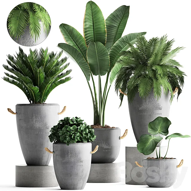 Plant Collection 381. Banana palm Cycas palm tree exotic plant outdoor concrete flowerpot strelitzia bushes 3D Model Plant Collection 381. Banana palm Cycas palm tree exotic plant outdoor concrete flowerpot strelitzia bushes 3D Model