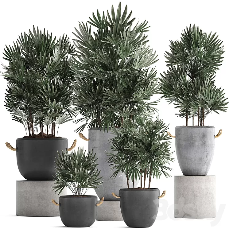 Plant Collection 414. Concrete pot black flowerpot loft indoor plants outdoor bushes Raphis Palm 3D Model