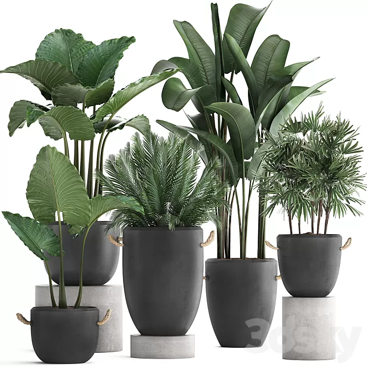Plant Collection 415. Concrete pot black flowerpot banana rapis alocasia palm tree loft strelitzia Raphis Palm 3D Model