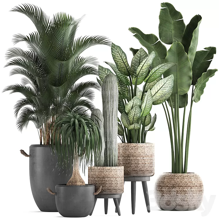 Plant Collection 417. Banana palm hovea loft cactus dracaena Dieffenbachia basket black flowerpot indoor plants 3D Model