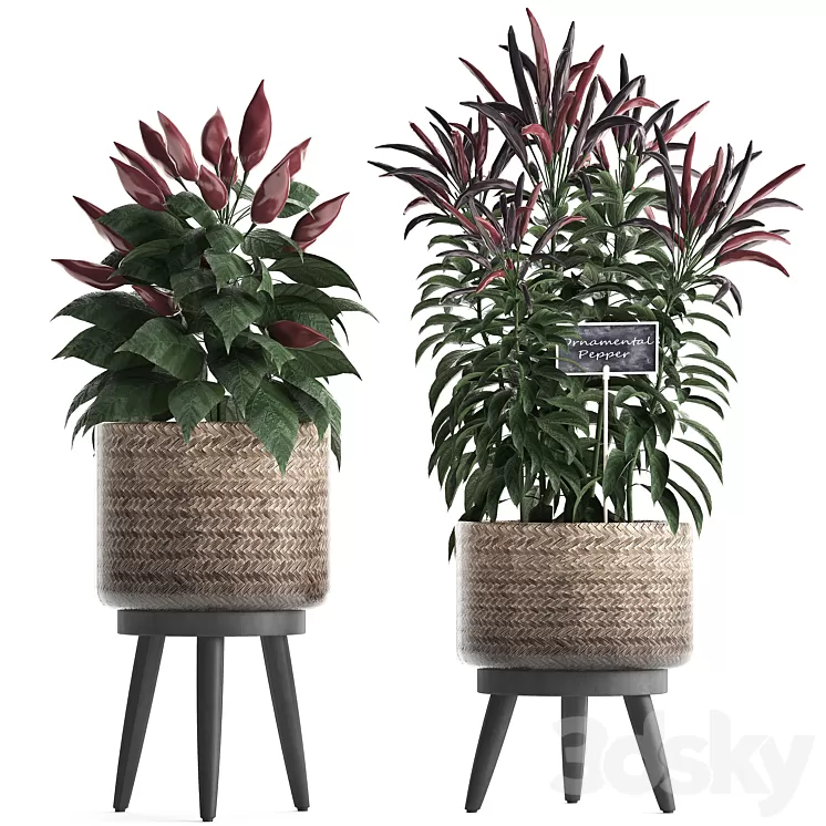 Plant Collection 424. Kitchen garden basket rattan herbs pepper chili vegetables eco design kitchen garden nature decor 3D Model