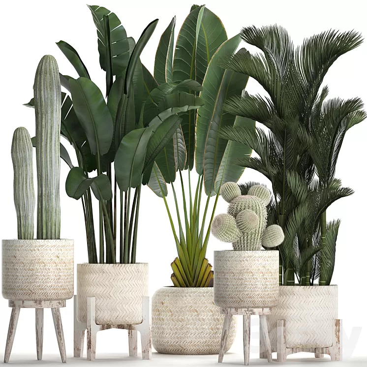 Plant Collection 426. White basket rattan dipsis palm tree indoor plants carnegia strelitzia Scandinavian style eco design natural materials banana palm 3D Model